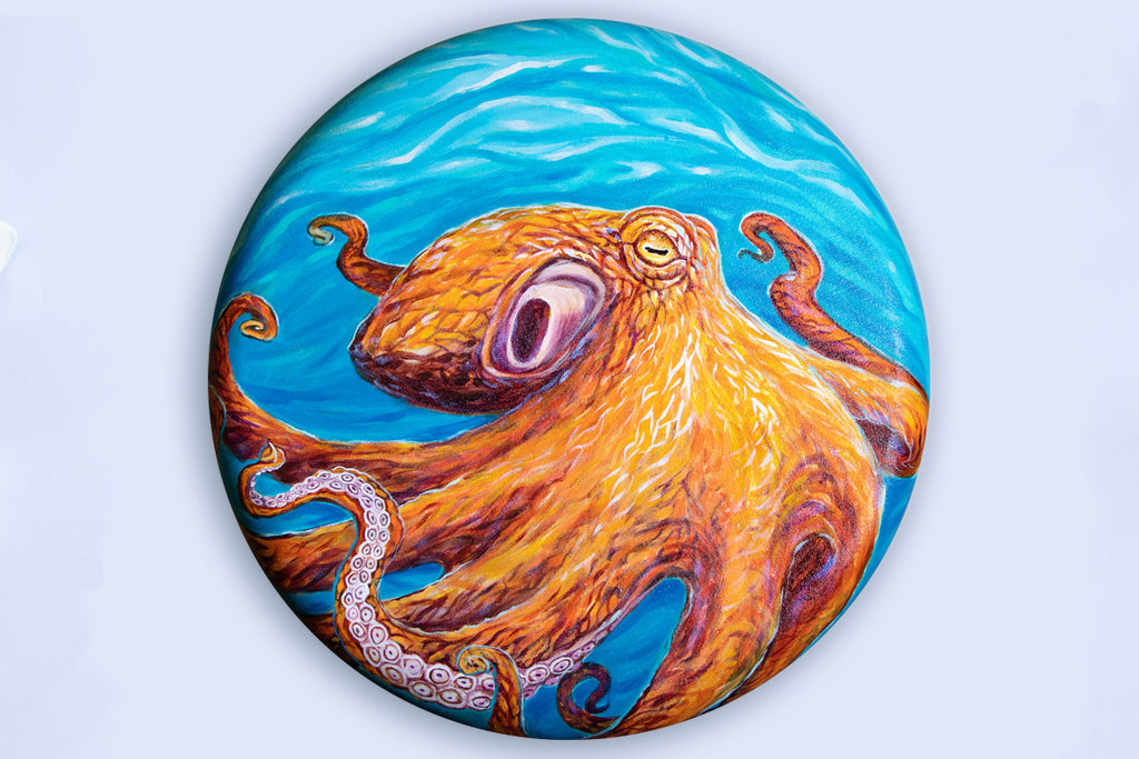 Octopus Explorations